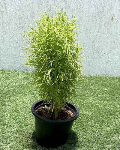Kochia – Summer Cypress