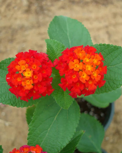 Lantana