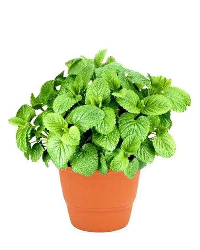 Lemon Balm