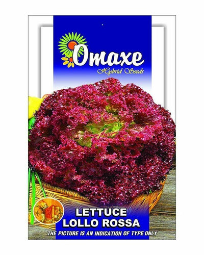 Lettuce “Lollo Rossa” Hybrid Seeds – Omaxe - Souq Garden
