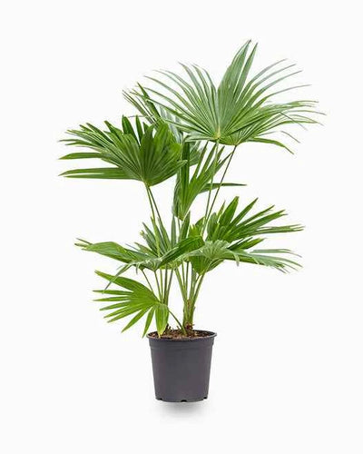 Livistona Palm
