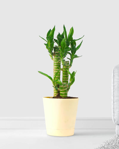 Lucky Bamboo Stick Feng Shui plant office desk Dubai UAE Souq Garden