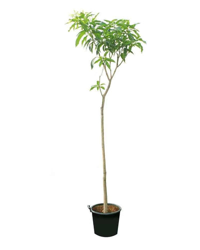 Mango – Mangifera Indica