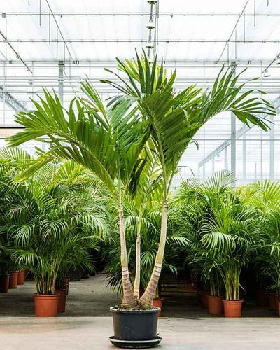 Manila Palm
