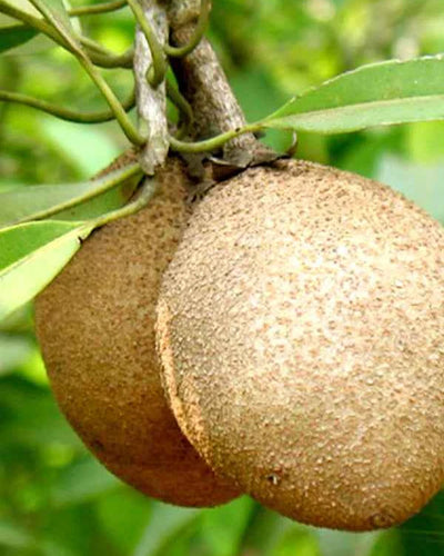 Chikoo – Sapota