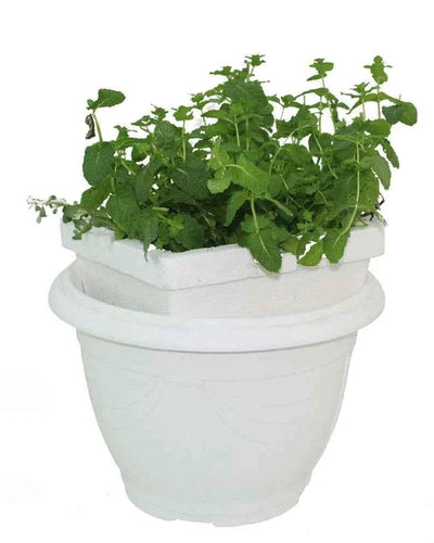 Mint Plant