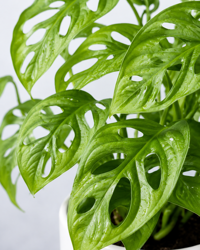Monstera Minima - Swiss Cheese Plant