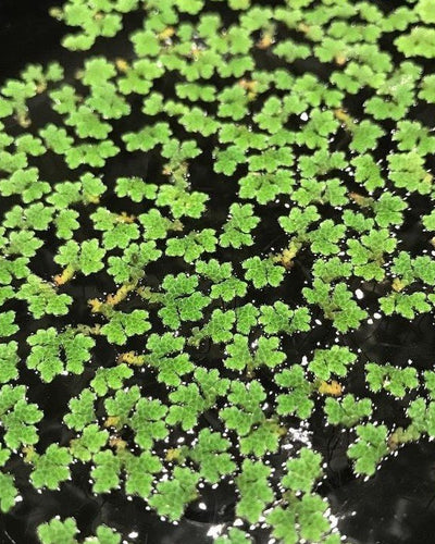 Azolla Water Plant