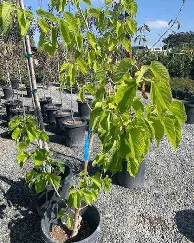 Mulberry