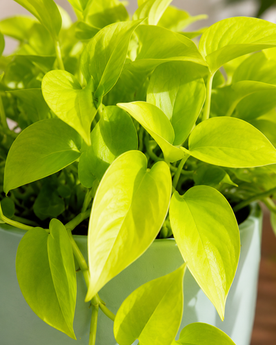 Neon Philodendron