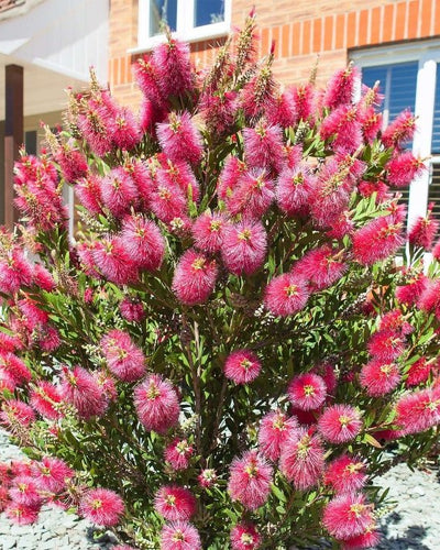Bottle Brush – Callistemon Citrinus