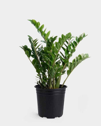 ZZ Plant