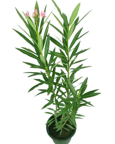 Nerium Oleander