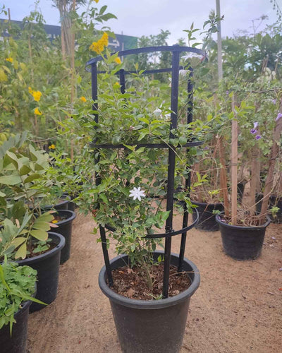 Jasminum Nitidum Pink Jasmine