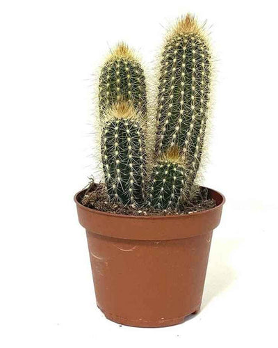 Pachy Cactus columnar desert plant terracotta pot Dubai UAE Souq Garden