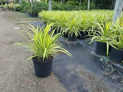 Pandanus