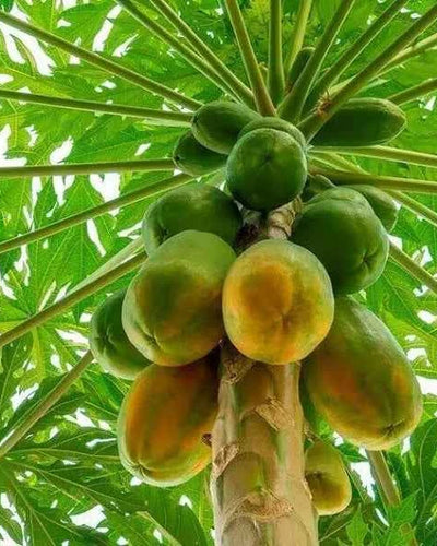 Papaya