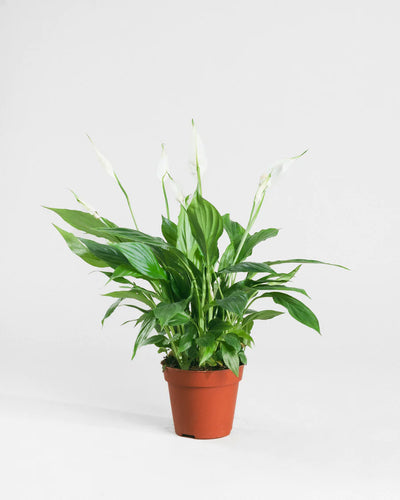 Peace Lily Plant
