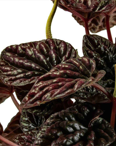 Peperomia Red Luna