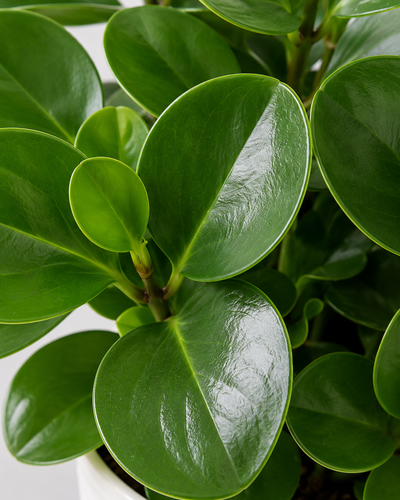 Peperomia Obtusifolia Baby Rubber Plant