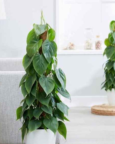 Philodendron Scandens