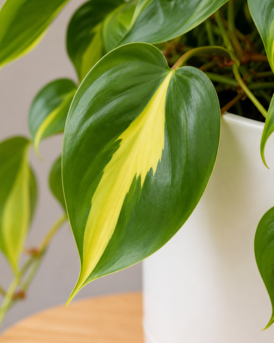 Philodendron Brasil
