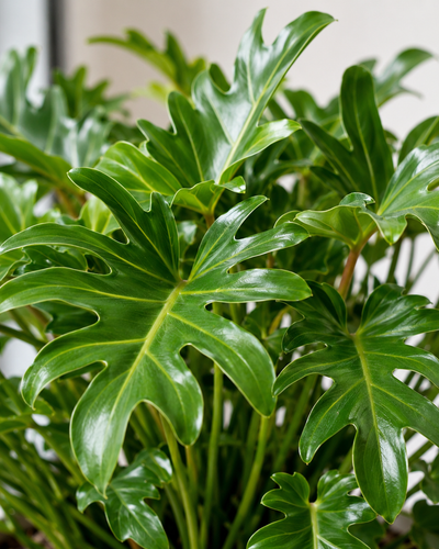 Philodendron Xanadu