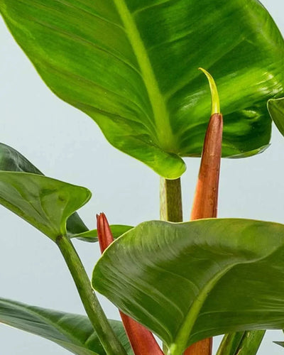 Philodendron Imperial Green