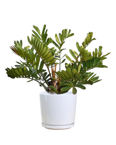 Zamia outdoor