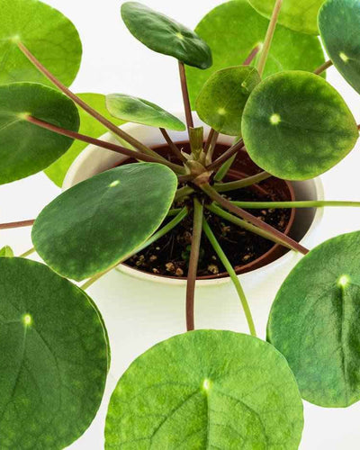 Pilea - Chinese Money Plant
