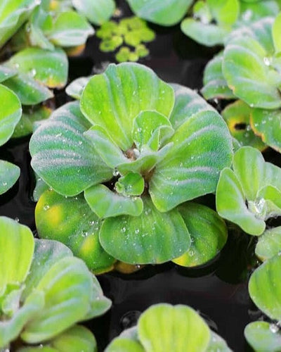 Water Lettuce - Souq Garden