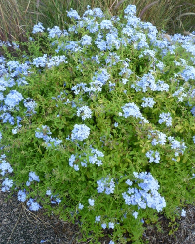 Cape Leadwort – Plumbago Auriculata