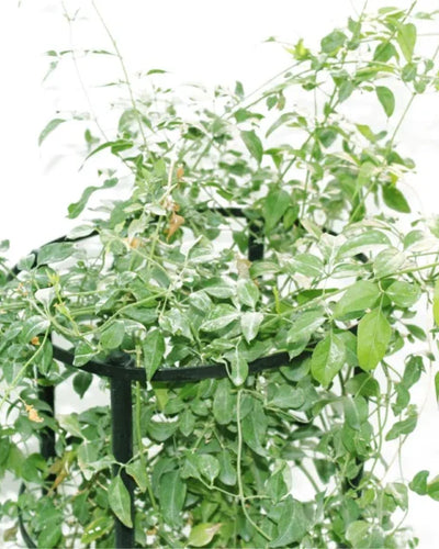 Wild – Creeper jasmine