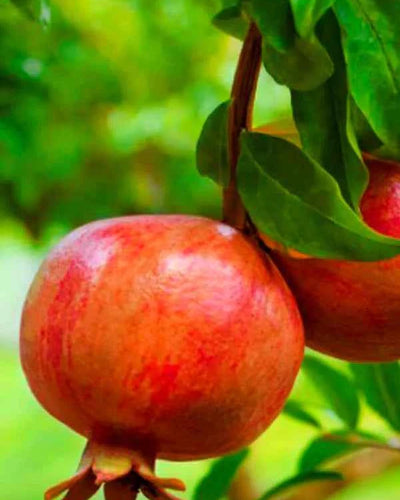 Pomegranate