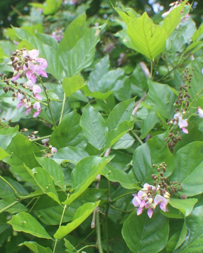 Pongamia – Indian Beech