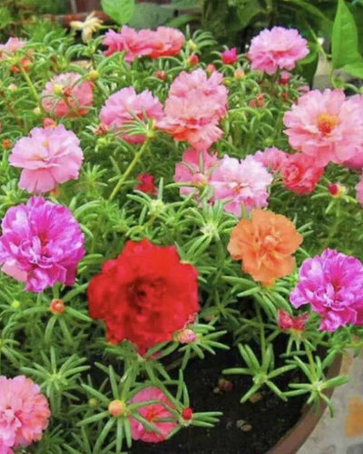 Portulaca Hanging