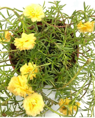 Portulaca Grandiflora
