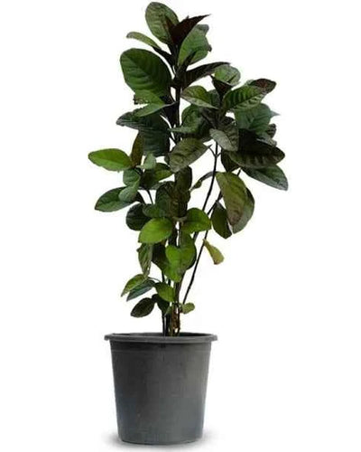 Eranthemum Black