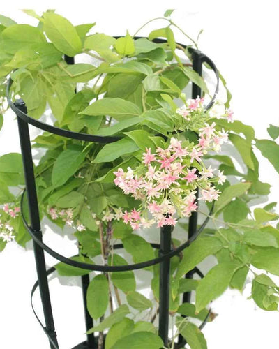 Rangoon Creeper