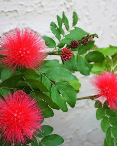Calliandra Haematocephala – Red Powder Puff