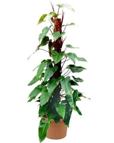 Emerald Philodendron