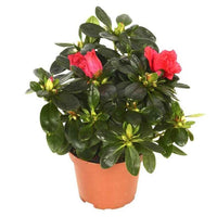 Azalea – Rhododendron Simsii