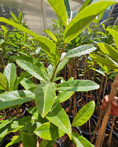 Rudraksha Plant