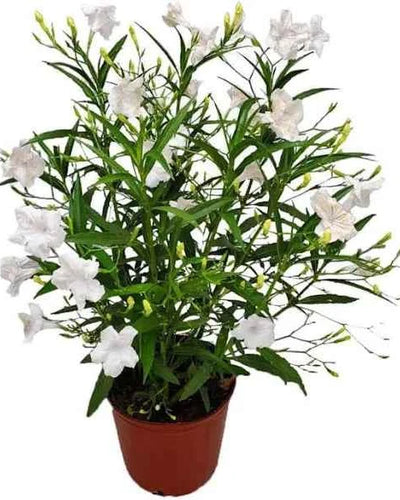 Ruellia