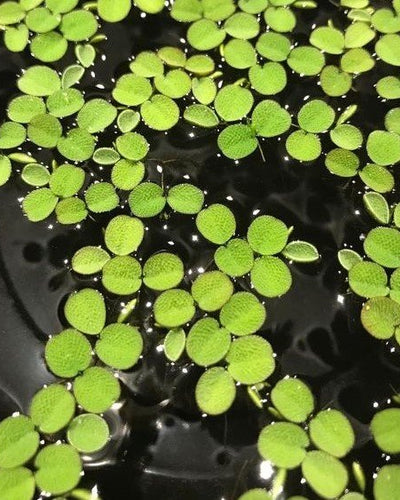 Salvinia Water Plant