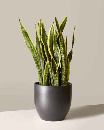 Snake Plant Sansevieria