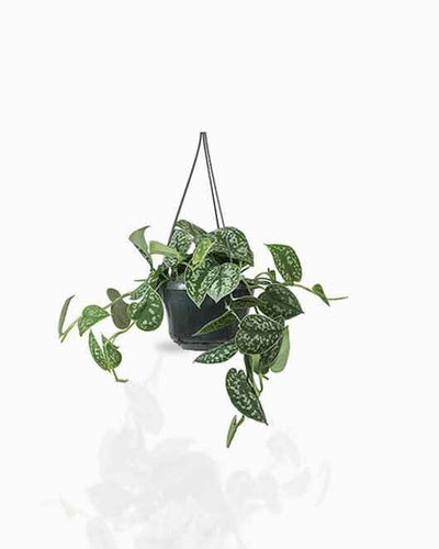 Satin Pothos Hanging – Money Plant