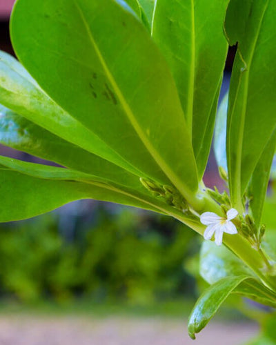 Scaevola