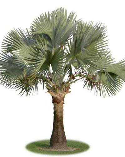 Silver Bismarck Palm