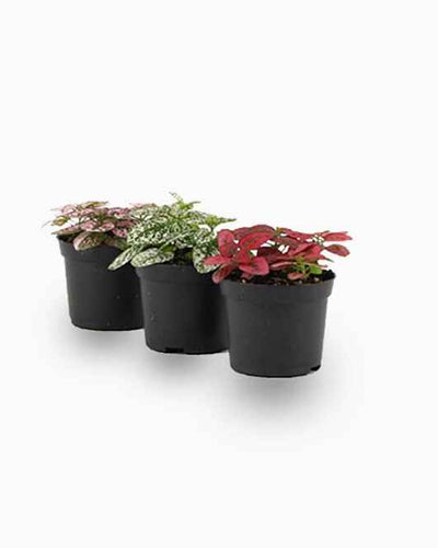 Hypoestes Phyllostachya